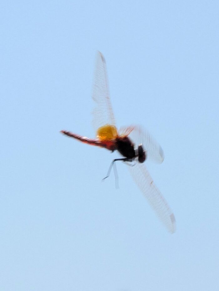 Blurry close-up of a flying dragonfly against a clear sky in wildlife photo