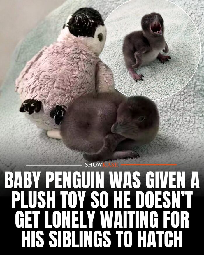 A cute baby penguin resting near its plush toy, from a collection of wholesome stories.