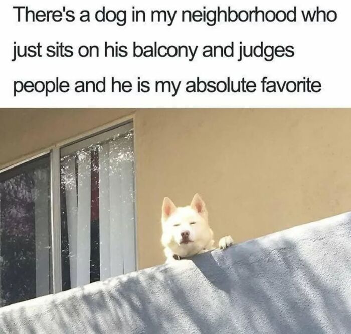 Funny dog memes featuring a white dog sitting on a balcony judging people