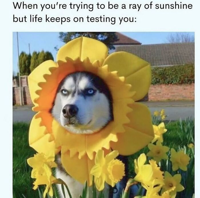 Funny dog memes: A grumpy husky wearing a large yellow flower costume around its head.