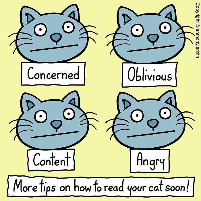 A comic illustrating different cat expressions: concerned, oblivious, content, and angry. This shows what having a cat is like.