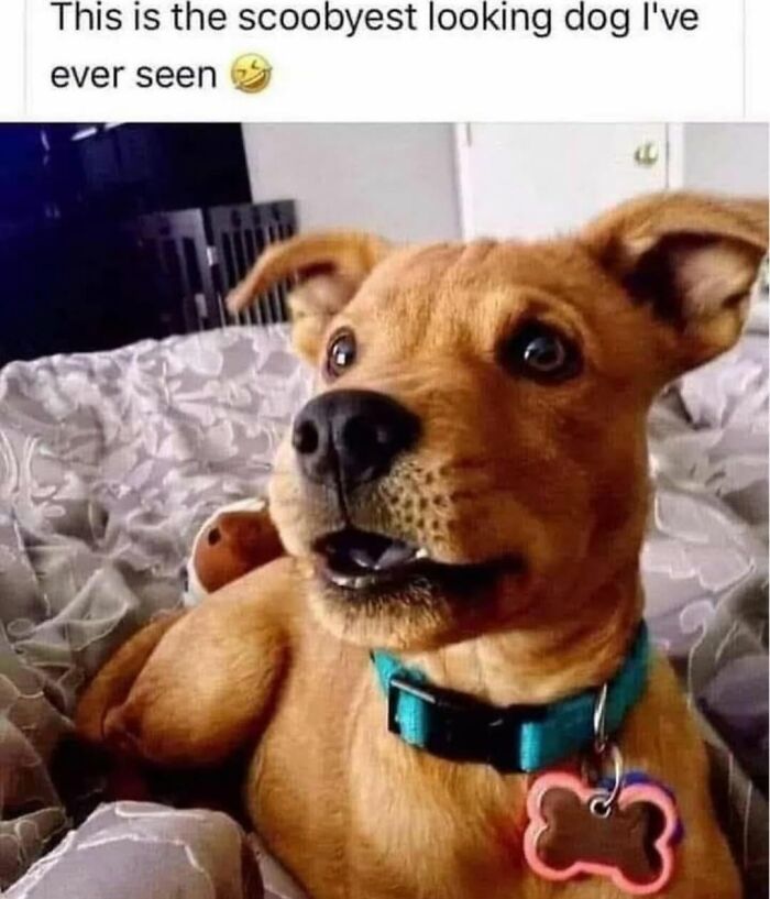 Relatable dog memes: A cute brown puppy with a blue collar and a bone tag looking surprised.