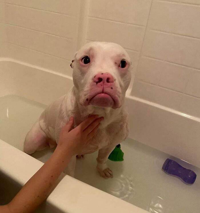 A white pit bull in a bathtub looking sad, capturing dogs not emotionally prepared for bath time.