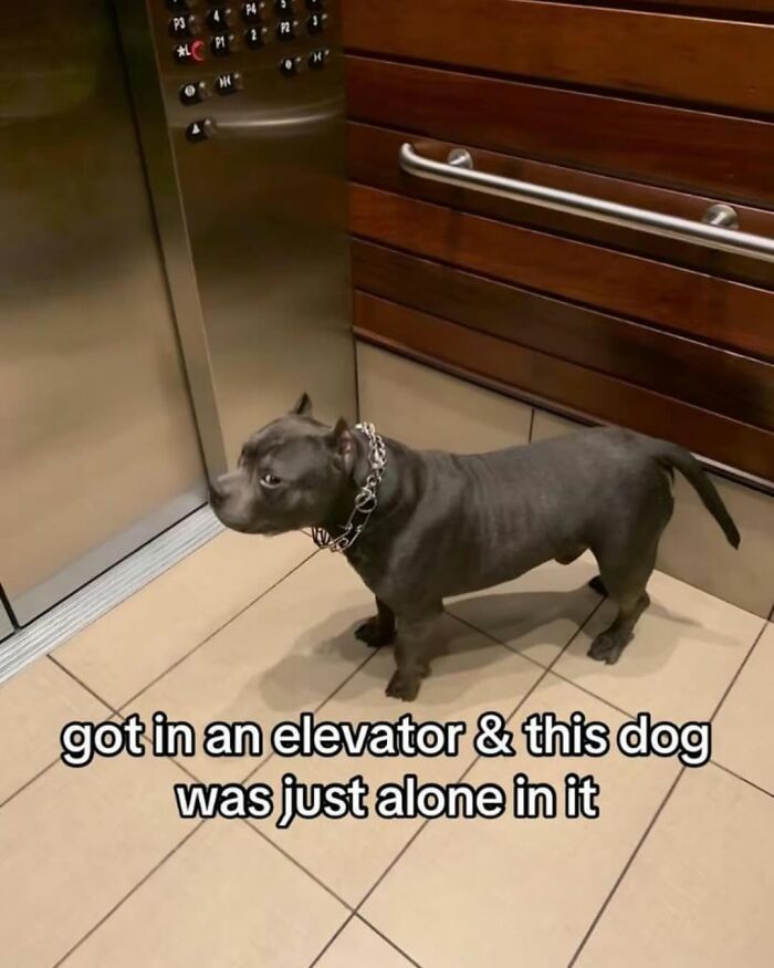 Funny dog memes: A grey pit bull standing alone in an elevator, looking warily at the door.