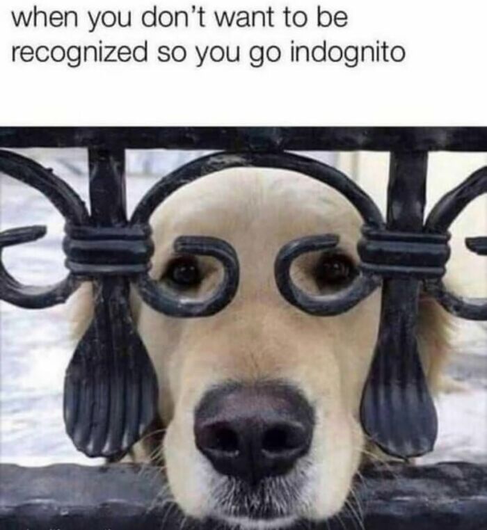 Relatable dog memes: A golden retriever looking through metal fence swirls that mimic eyeglasses.