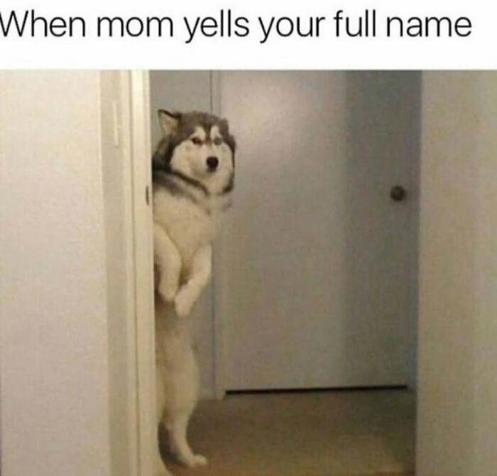 Relatable dog memes showing a startled husky peeking around a door frame