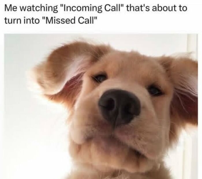 Funny dog memes of a golden retriever puppy looking closely into the camera