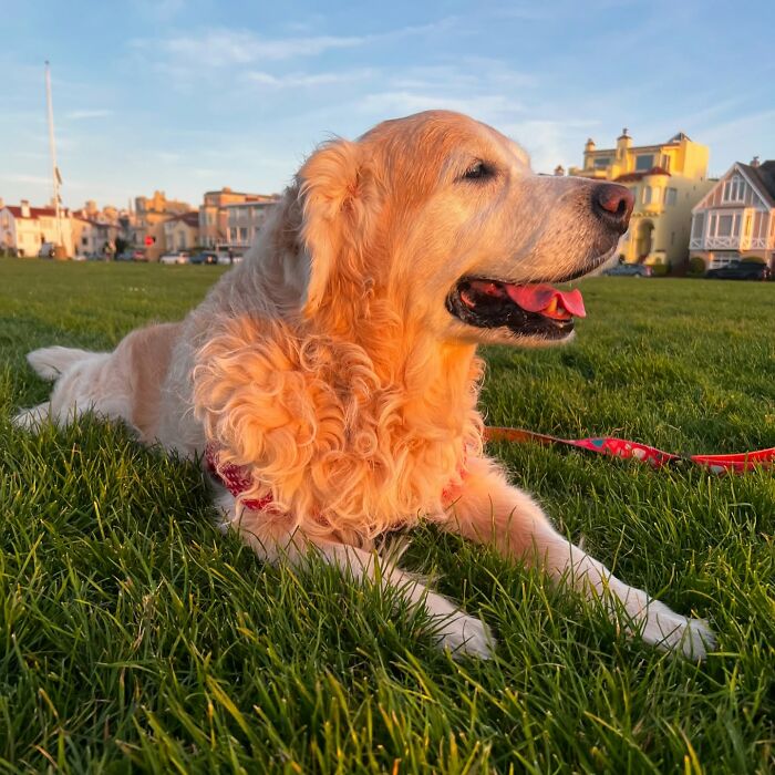 A golden retriever dog resting in green grass, with golden hour light, reflecting the pet owner's care. A golden retriever dog resting in green grass, with golden hour light, reflecting the pet owner's care.