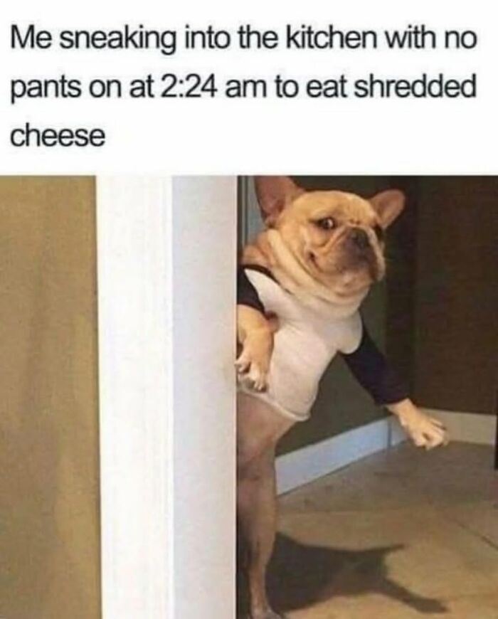 Humorous dog memes with a french bulldog peeking suspiciously around a corner