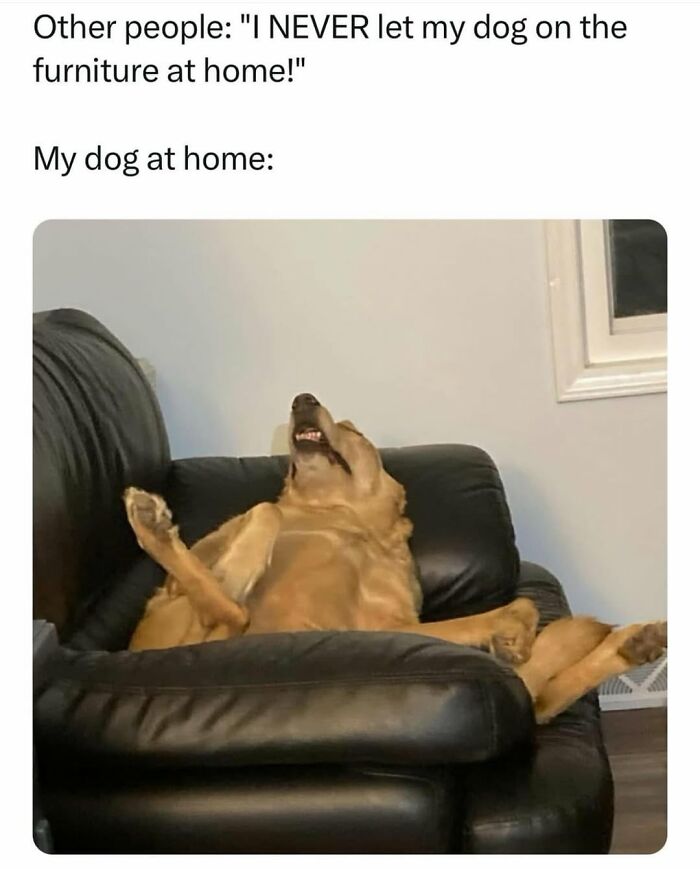 Funny dog memes of a golden retriever lounging awkwardly on a black leather sofa
