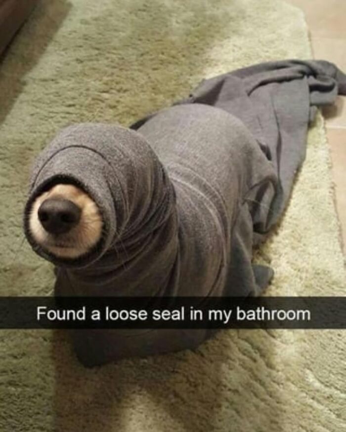 Relatable dog memes: A dog wrapped in a grey blanket on a rug, looking like a funny loose seal in a bathroom.