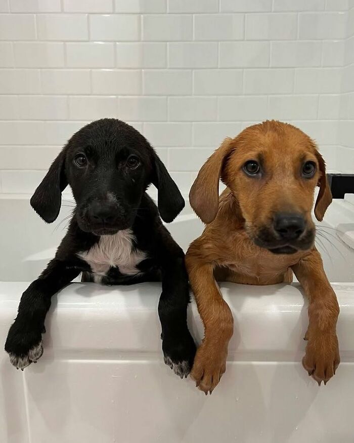Two adorable puppies, one black and one brown, peering over the edge of a bathtub during bath time.