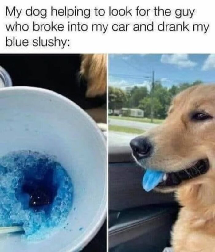 Funny dog memes: A golden retriever with a blue tongue sits next to a cup of blue slushy.