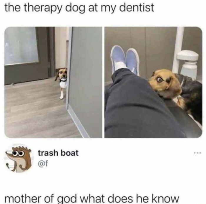 Relatable dog memes: A nervous therapy dog peeks from behind a wall and stares at a dental patient.