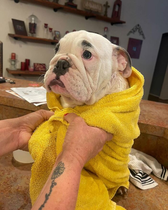 A bulldog puppy wrapped in a yellow towel after bath time, being held by a person's hands.