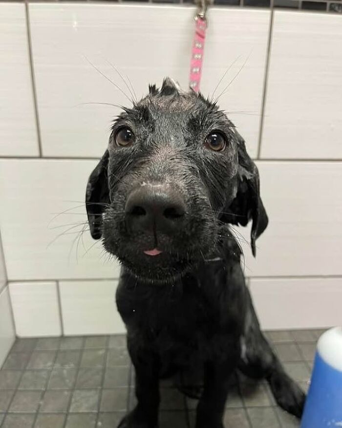 A black dog with wet fur, looking directly at the camera with a tiny tongue sticking out after bath time.