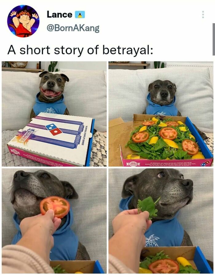 Dog betrayal meme with dog happy then disappointed to find salad instead of pizza