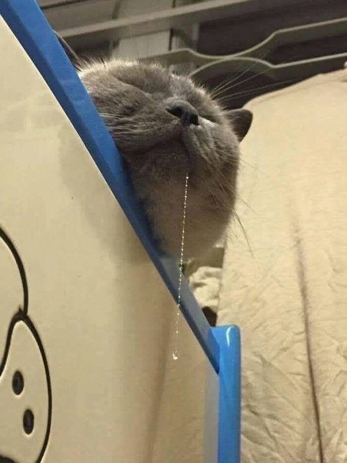 40 Adorable Animal Pics For Anyone Who Needs A Little Break From The Stress Of Everyday Life