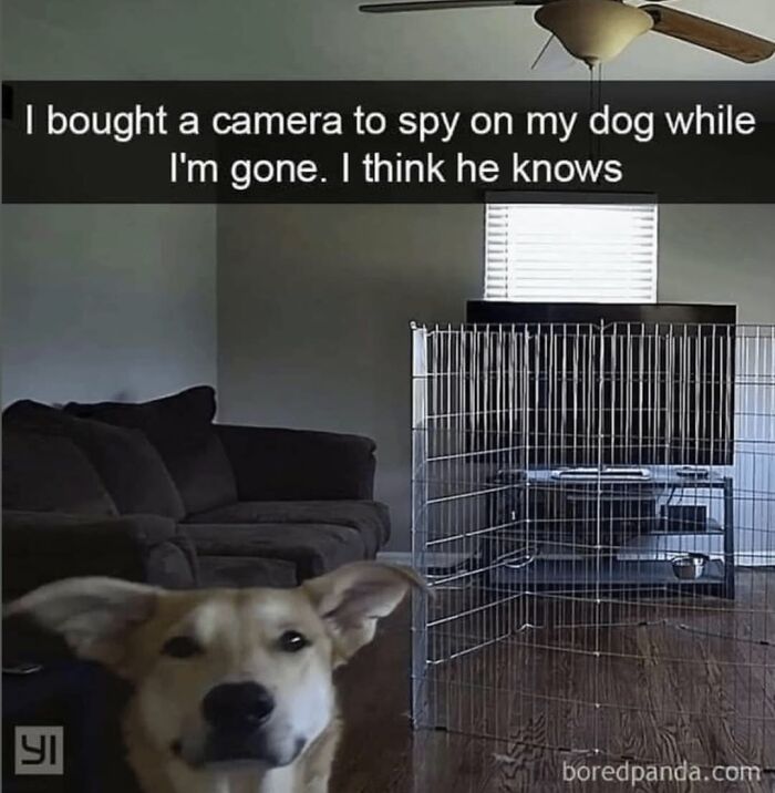 Funny dog memes: A dog peers directly into a home camera lens, showing it knows it is being watched.