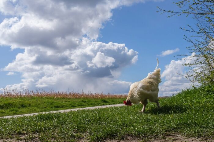 Jeffrey De Keyser captures a chicken foraging in green grass under a blue sky, showcasing street photography with animals.