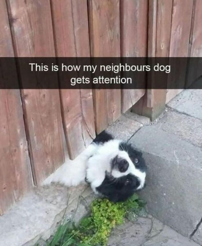 Funny dog memes: A black and white border collie sticks its head upside down through a wooden fence to get attention.