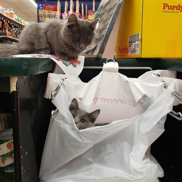 Two cats at work, one on a shelf and one in a shopping bag, observing their surroundings seriously.