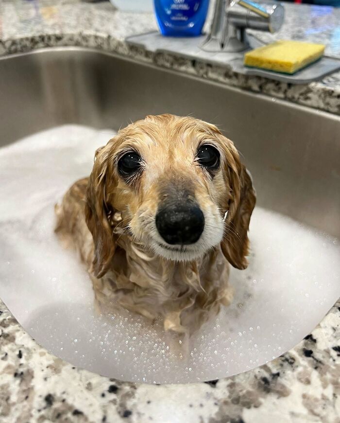 A wet dog in bath time in a bubbly sink, looking at the camera with a resigned expression.