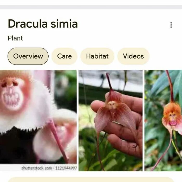 These Things Look Like Something Completely Different, And Our Brains Can’t Unsee It (64 Pics)