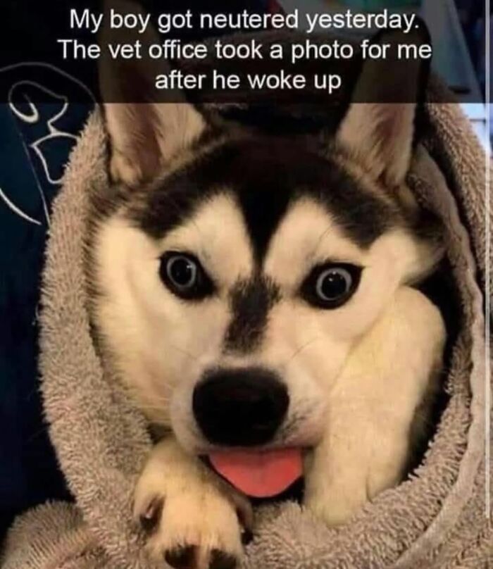 Funny dog memes featuring a dizzy husky wrapped in a towel after a vet visit
