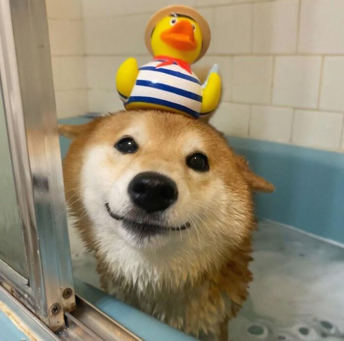 A happy Shiba Inu dog in bath time with a rubber duck toy on its head, smiling brightly.