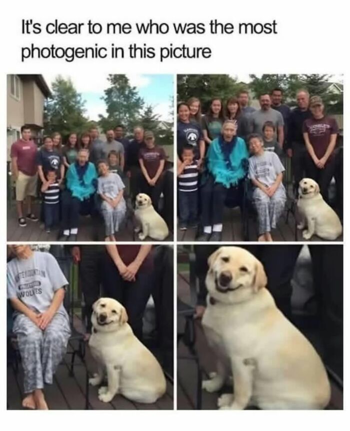 Photogenic dog smiling for a family photo, funny dog memes