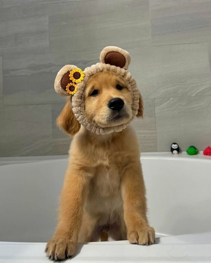 A cute golden retriever puppy wearing a bear-eared headband, standing in a bathtub, ready for bath time.