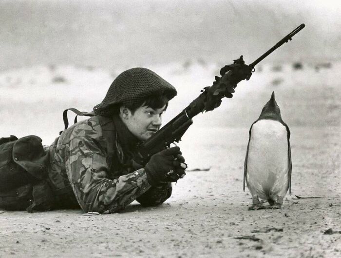 A vintage photo of a soldier laying down next to a curious penguin, highlighting old photos of animals