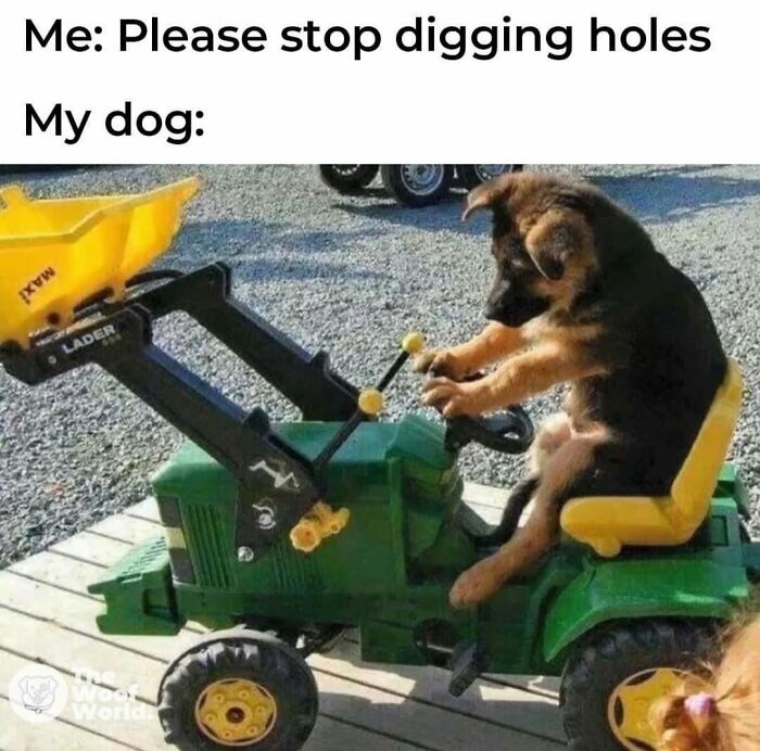 German Shepherd puppy driving a toy tractor, funny dog memes