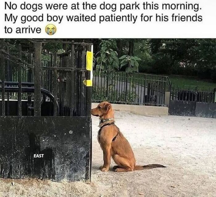 Relatable dog memes with a brown dog waiting patiently at the park gate