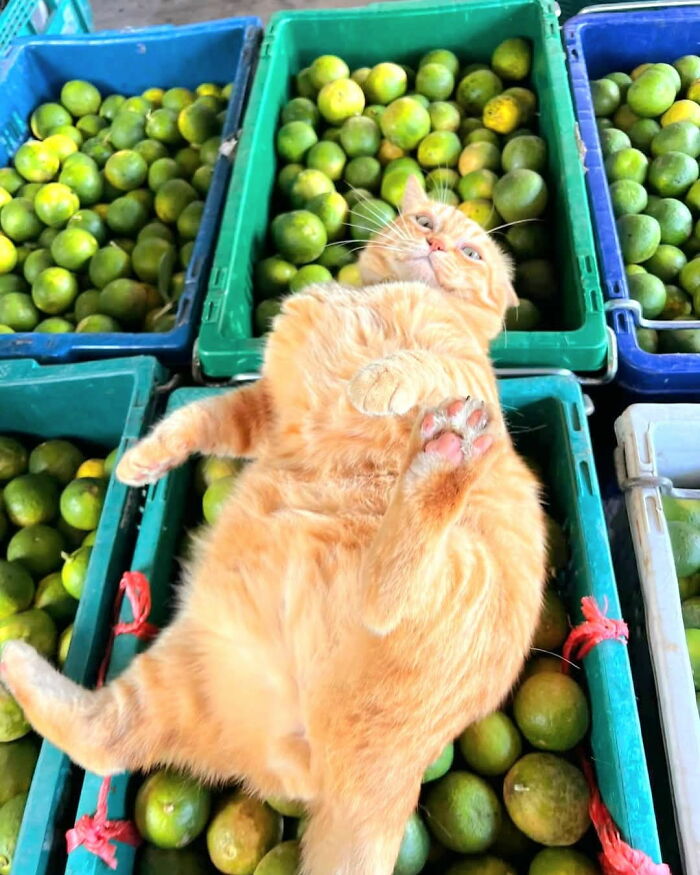 An orange cat at work, lying in a bin of limes, showing its belly and paws, taking its career seriously.