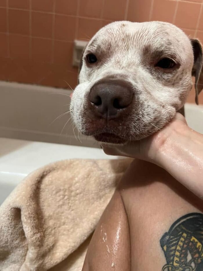 A white and brown dog with a worried expression, being held by a hand in a bathtub, not emotionally prepared for bath time.
