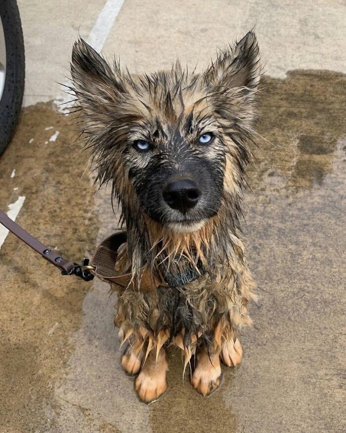 A wet dog with striking blue eyes, not emotionally prepared for bath time, looking directly at the camera.