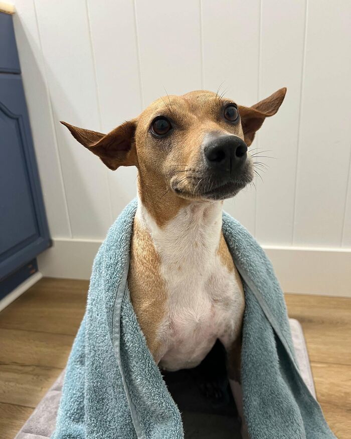 A brown and white dog wrapped in a blue towel, with its ears perked up, clearly not emotionally prepared for bath time.