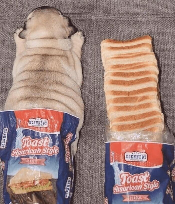 Funny dog memes featuring a pug next to a loaf of sliced toast