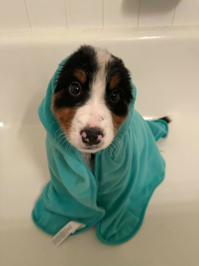 A tiny puppy wrapped in a blue towel after bath time, with big, sad eyes, not emotionally prepared for it.