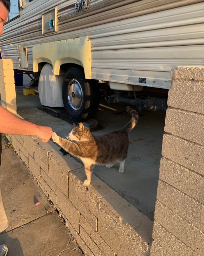 A cat at work, on a brick wall, reaching out to high-five a person, taking its career seriously.
