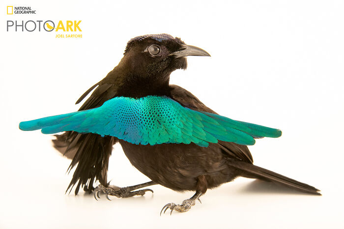 A Lesser Superb Bird-Of-Paradise (Lophorina Minor)