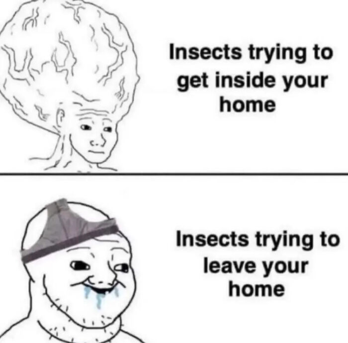 A funny internet meme comparing insects trying to enter a home to those trying to leave it, highlighting hilarious photos.