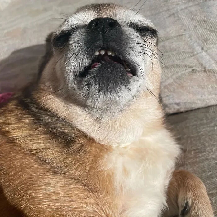 Hilarious photos of a small dog sleeping with its mouth open, resembling an embarrassing family pic.