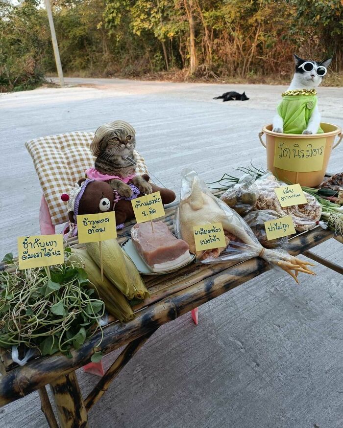 Two cats at work, dressed in hats and sunglasses, sitting behind a street vendor stall with food items.
