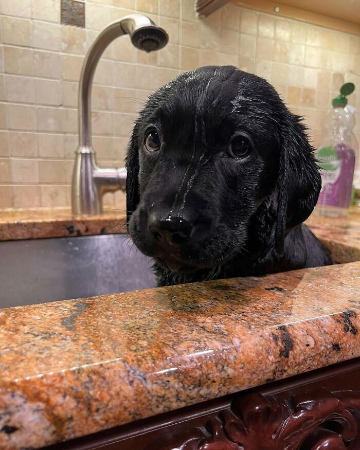 Wet black puppy in a kitchen sink, looking up, not emotionally prepared for bath time.