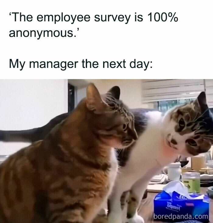 An animal meme with two cats, one looking suspicious after an anonymous employee survey, illustrating a relatable situation.