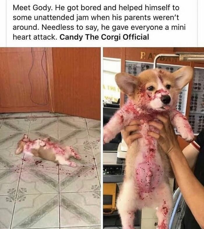 A corgi puppy covered in jam, looking like blood, a dog meme showing the messy chaos of having a dog.