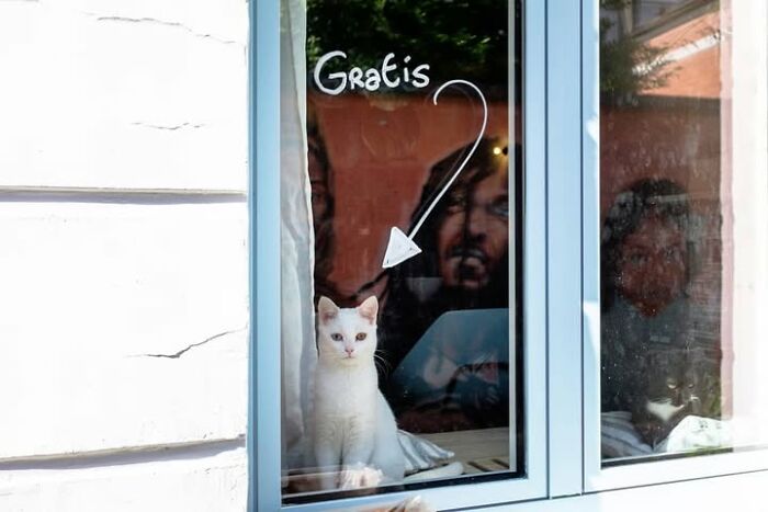 A white cat sitting in a window with 'Gratis' written on the glass, in Jeffrey De Keyser’s street photography.